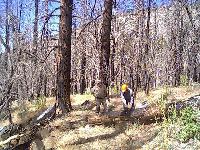 Chainsaw work