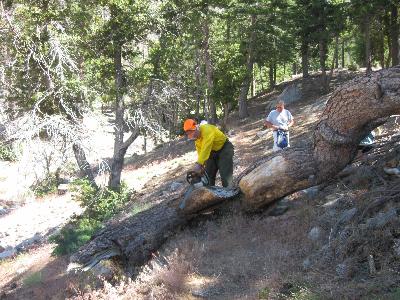 Bucking downed tree across the trail