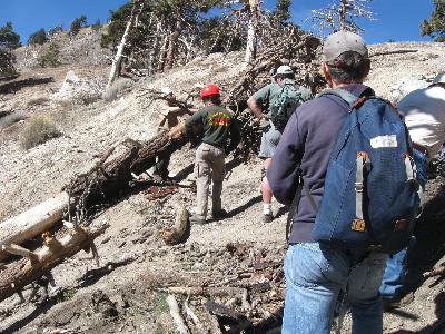 Bucking with a crosscut saw