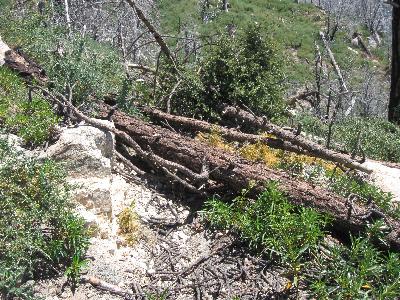 The first set of downed trees for today