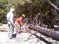 The first set of downed trees