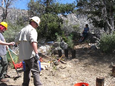 Pine saplings waying to go in