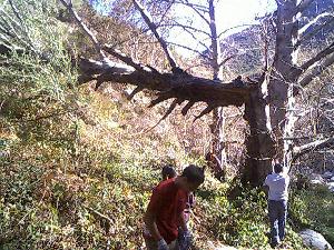 Hung up tree trunk