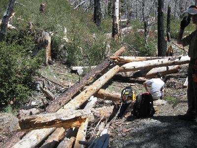A jumble of dead trees across the trail
