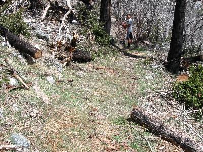 Newly cleared trail