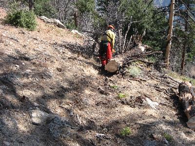 Delimbing the first tree