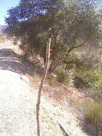 Trail Work Before