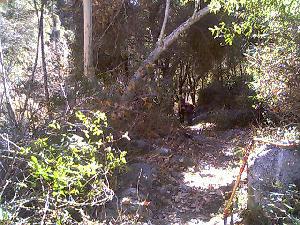 Trail work