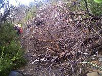 Trail choked with downed trees
