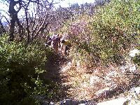Brush gets cleared away