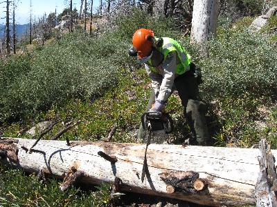 Chainsaw bucking