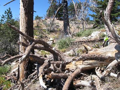 A snarl of tree trunks and limbs