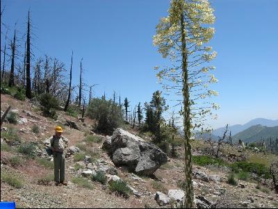 Tom surveying Tototngna Nature Trail