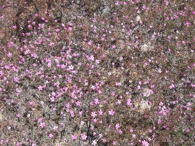 Some of the flowers on Tototngna 