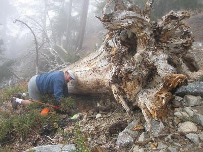 Swamper digs out under the rootball