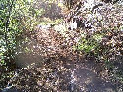 Trail widened and flattened