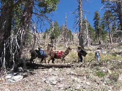 Llama volunteers on the trail