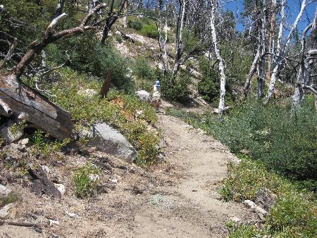 Another look at a completely cleared section