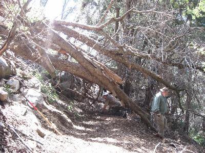 Oak trees down on Cedar Canyon