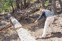 Crosscut Saw