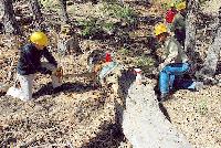 Crosscut Saw