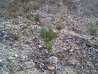 Pine Tree