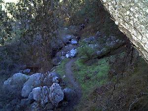A view from above while sitting in a tree