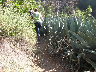 Fish Canyon Trail