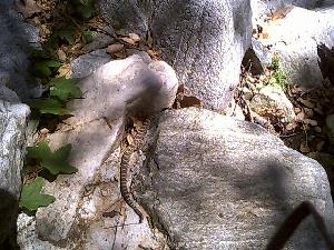 Southern Pacific Rattler