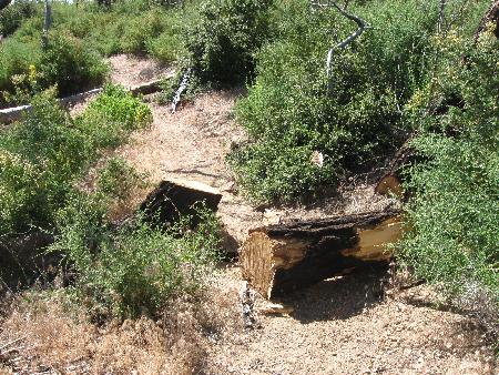 Bucked tree on the trail