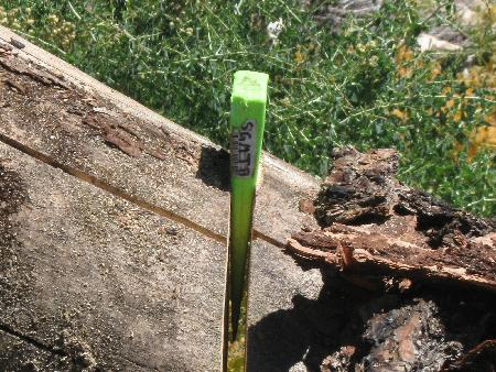 Wedge in half-bucked tree